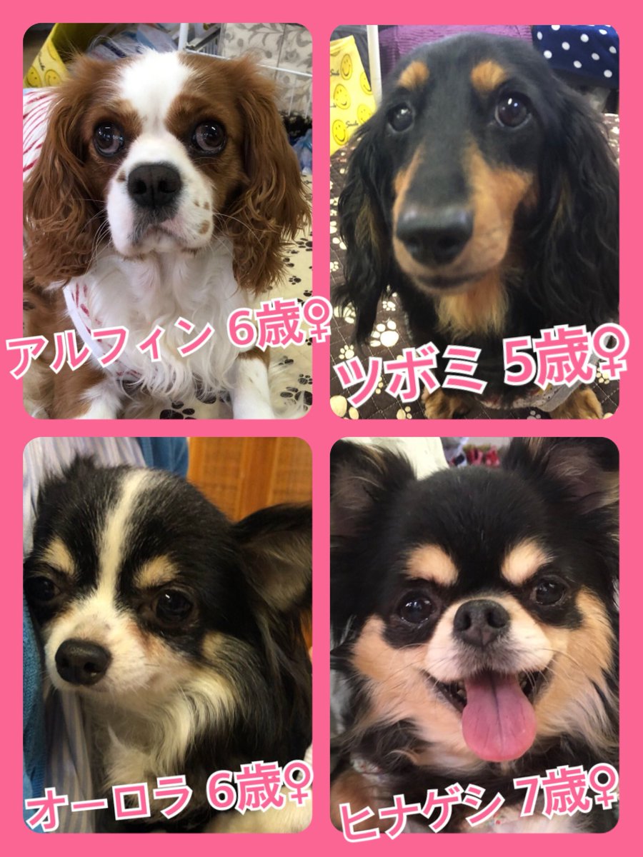 🐾今日の里親様募集中ワンコ🐶メンバーです🐾2019,6,23